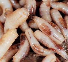 Maggots